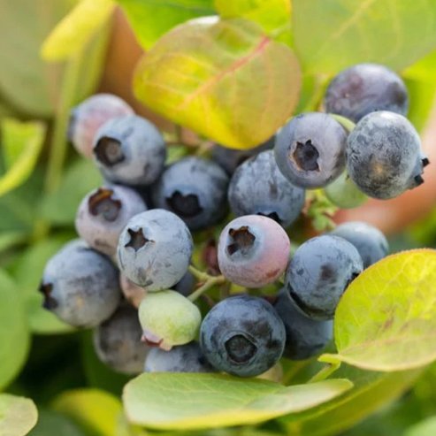Blueberry Peach Sorbet - Ladybird Nursery