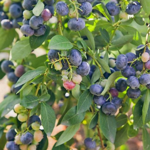 Blueberry Peach Sorbet - Ladybird Nursery