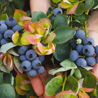Blueberry Peach Sorbet - Ladybird Nursery