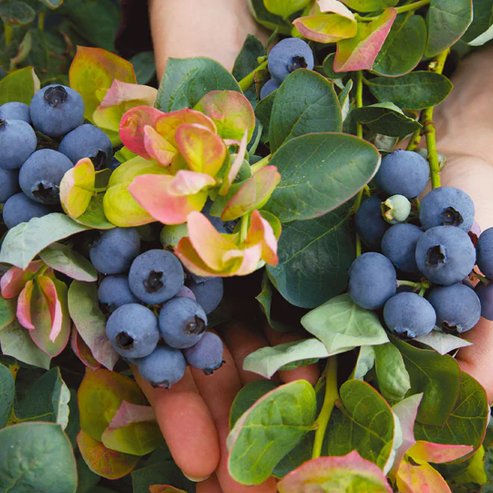 Blueberry Peach Sorbet - Ladybird Nursery
