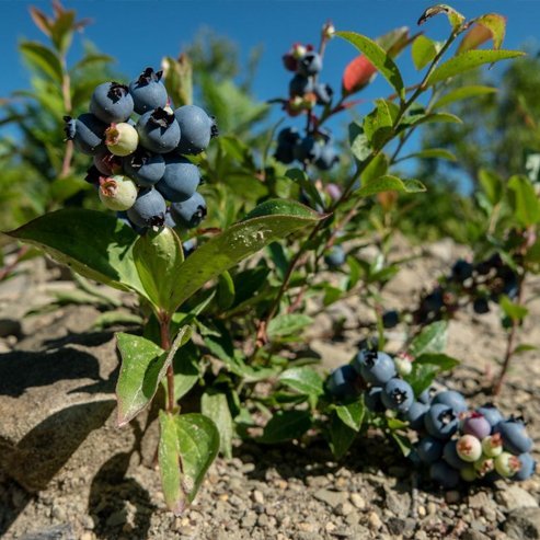 Blueberry Sharpe Blue - Ladybird Nursery