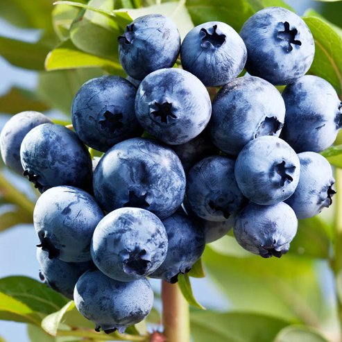 Blueberry Sharpe Blue