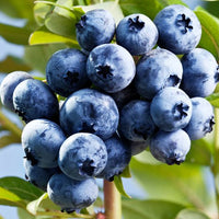 Blueberry Sharpe Blue - Ladybird Nursery