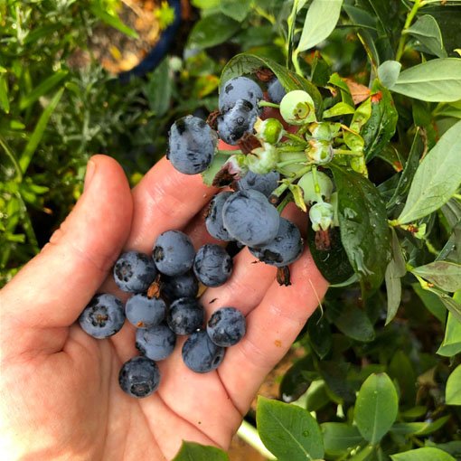 Blueberry 'Sunshine Blue' - Ladybird Nursery