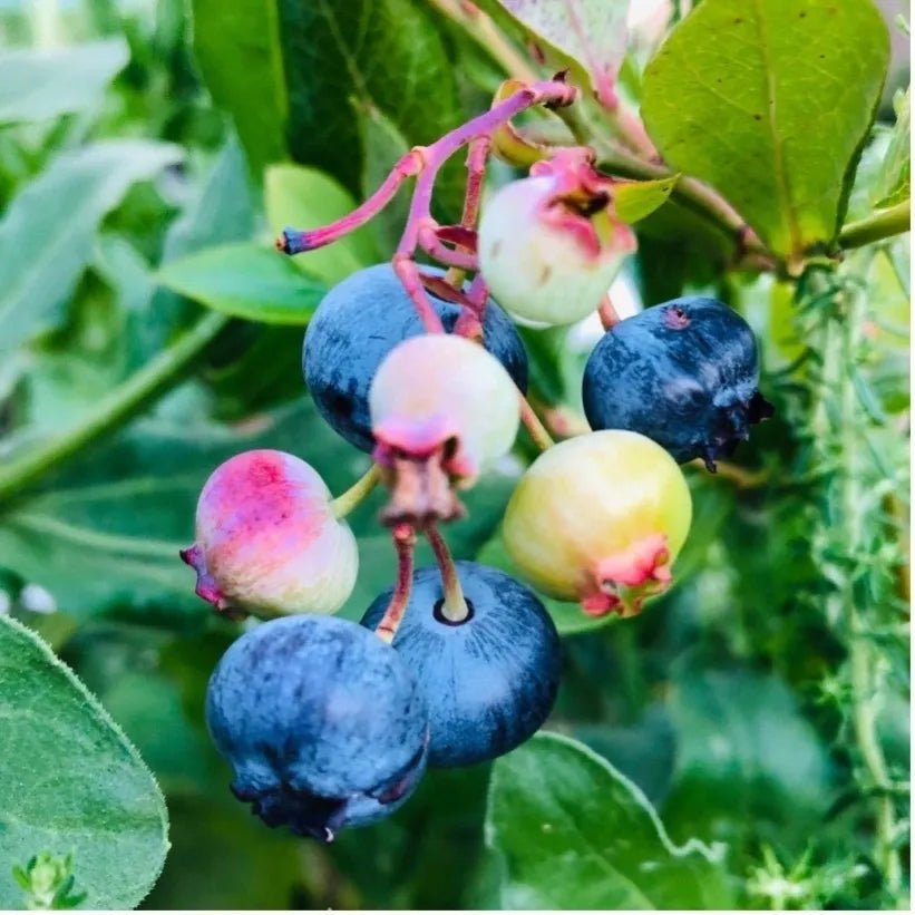 Blueberry 'Vitality' - Ladybird Nursery