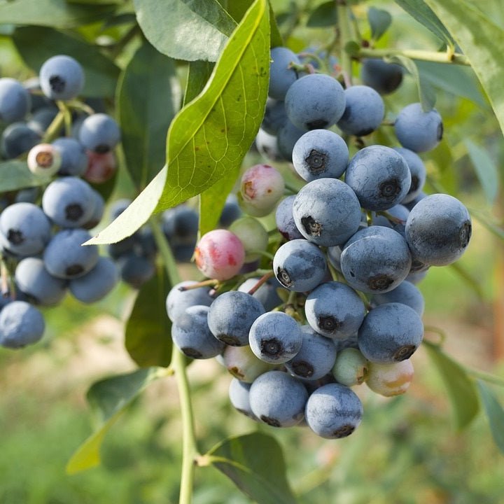 Blueberry 'Biloxi' - Ladybird Nursery