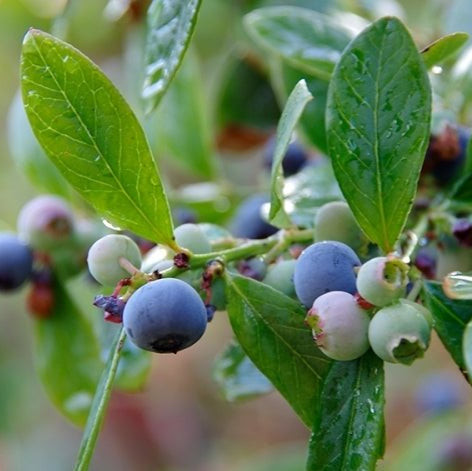 Blueberry 'Blue Rose' - Ladybird Nursery