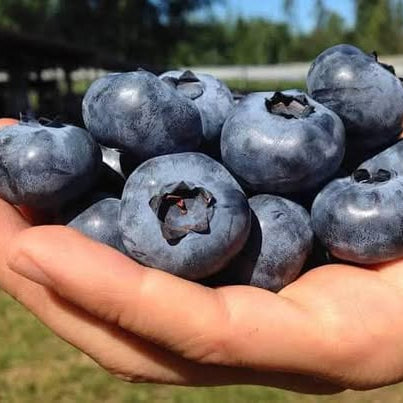 Blueberry 'Burst' - Ladybird Nursery