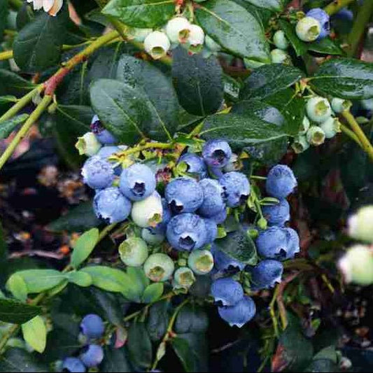 Blueberry 'Kisses' - Ladybird Nursery