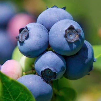 Blueberry 'Premier' - Ladybird Nursery