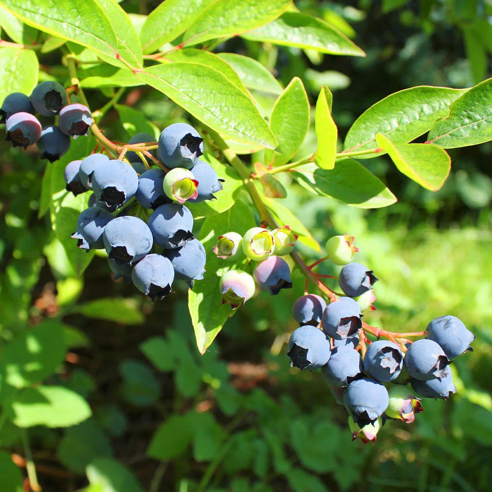 Blueberry 'Premier' - Ladybird Nursery