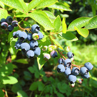 Blueberry 'Premier' - Ladybird Nursery