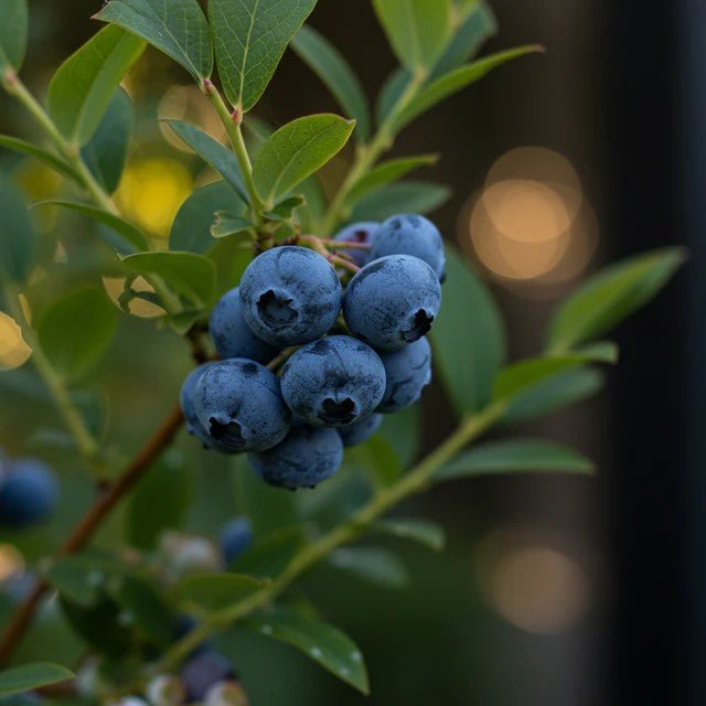 Blueberry 'Vitality' - Ladybird Nursery