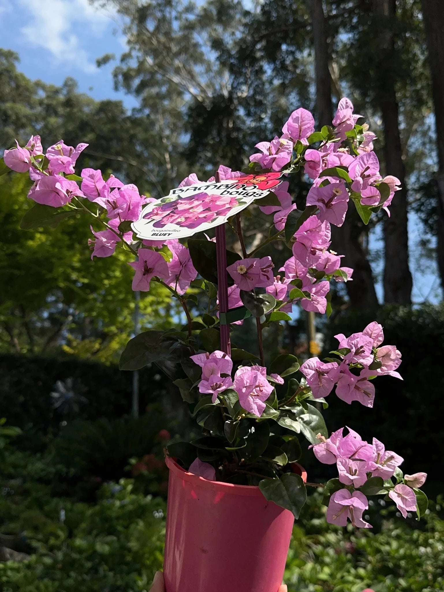 Bougainvillea 'Bluey' (Bougainvillea Bambino™) - Ladybird Nursery