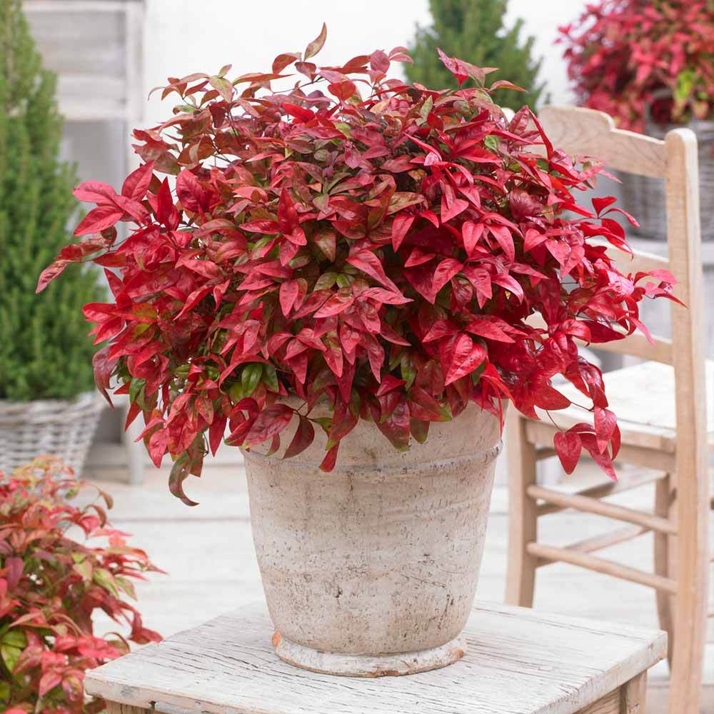 Heavenly Bamboo BLUSH™ (Nandina domestica) - Ladybird Nursery