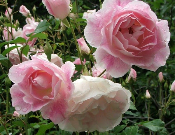 Rose Blushing Pink Iceberg 2 ft Standards (Rosa) - Ladybird Nursery