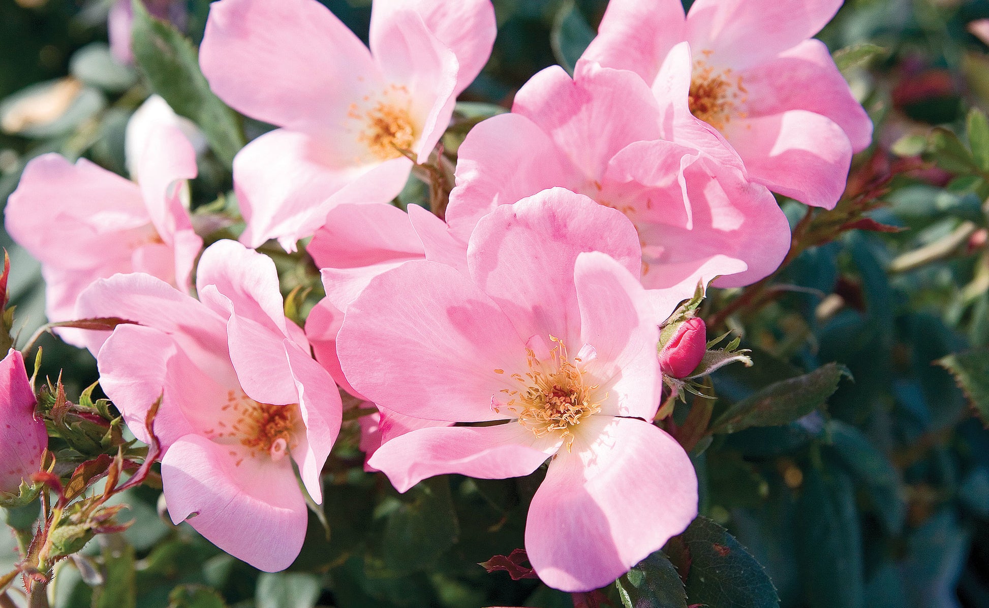 Rose RADYOD Blushing Knockout® (Rosa)