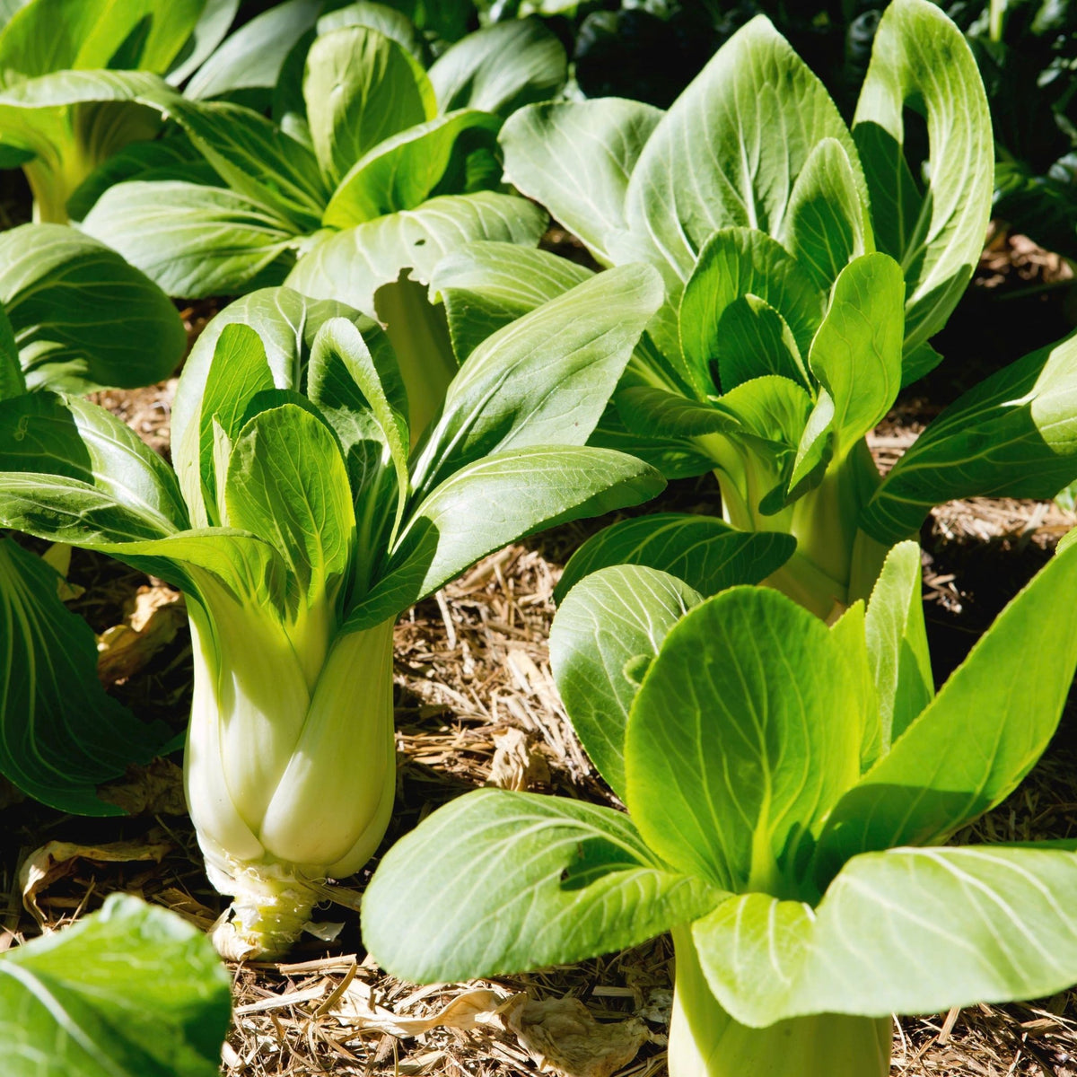 Bok Choy (Pickup Only) - Ladybird Nursery
