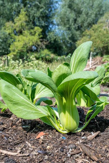 Bok Choy (Pickup Only) - Ladybird Nursery