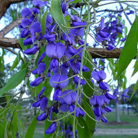 Tree Wisteria (Bolusanthus speciosus)