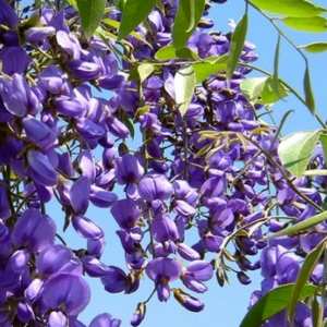 Tree Wisteria (Bolusanthus speciosus)