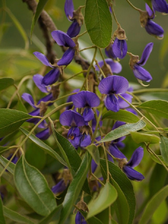 Tree Wisteria (Bolusanthus speciosus) - Ladybird Nursery