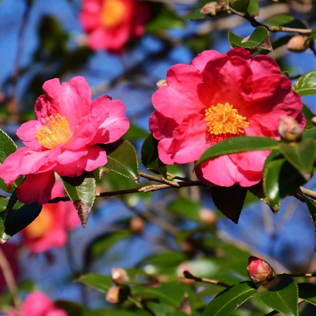 Sasanqua Camellia Bonanza (Camellia sasanqua) - Ladybird Nursery