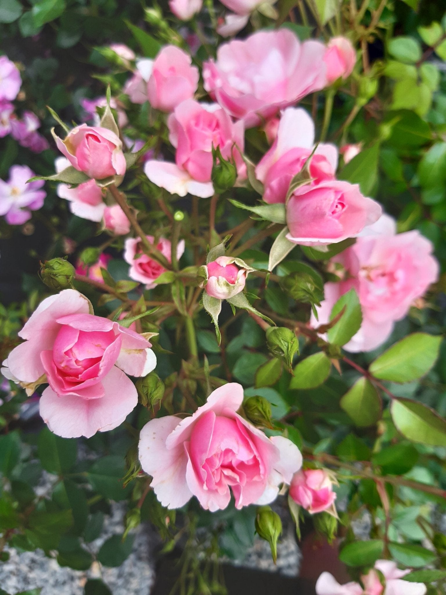 Rose Perfume Delight 2 ft Standards (Rosa) - Ladybird Nursery