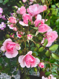 Rose Perfume Delight 2 ft Standards (Rosa)