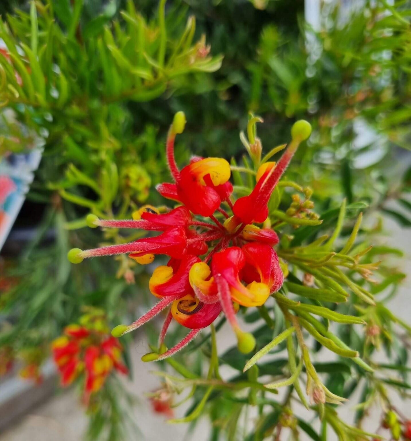 Grevillea Bonnie Prince Charlie - Ladybird Nursery