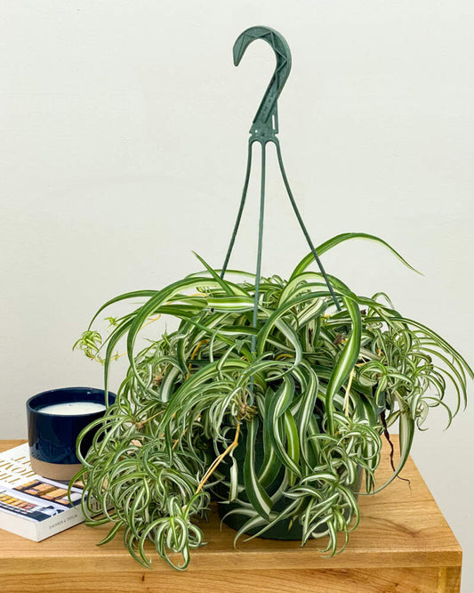 Spider Plant Bonnie (Chlorophytum comosum)