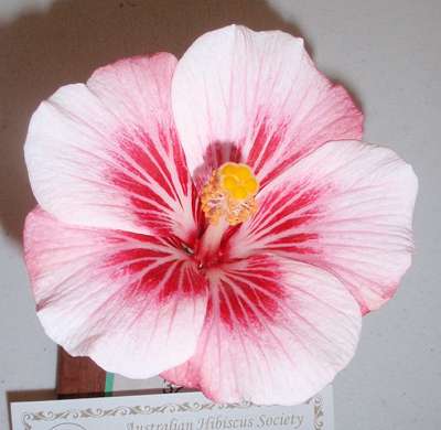 Hibiscus Pirates Patch