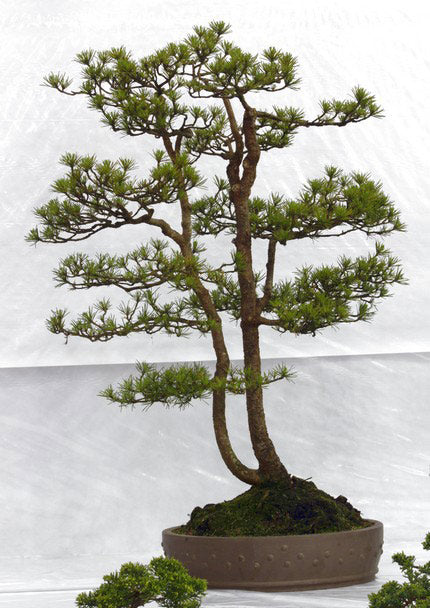 Scots Pine Bonsai Starter (Pinus sylvestris)