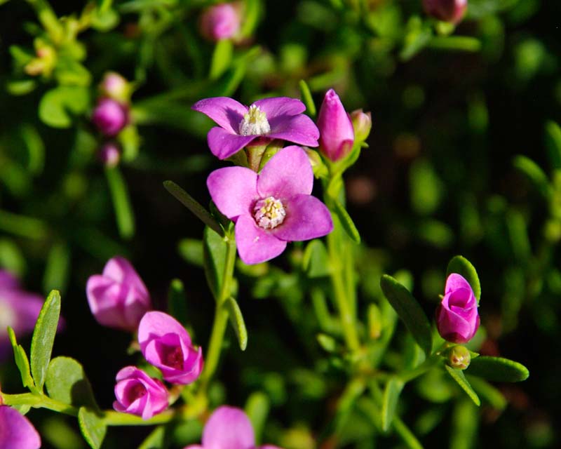 Pink Passion Boronia (Boronia crenulata) - Ladybird Nursery