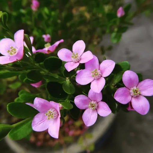 Pink Passion Boronia (Boronia crenulata) - Ladybird Nursery