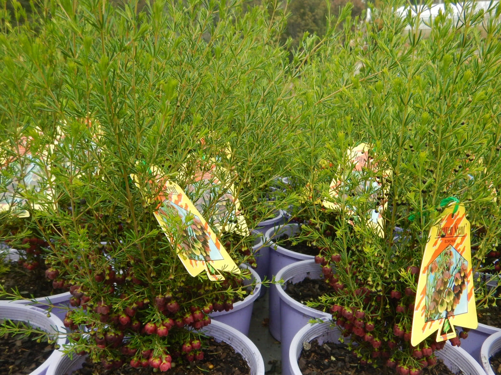 Boronia ‘Heaven Scent’ (Boronia megastigma)