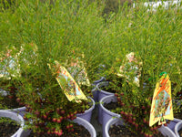Boronia ‘Heaven Scent’ (Boronia megastigma)
