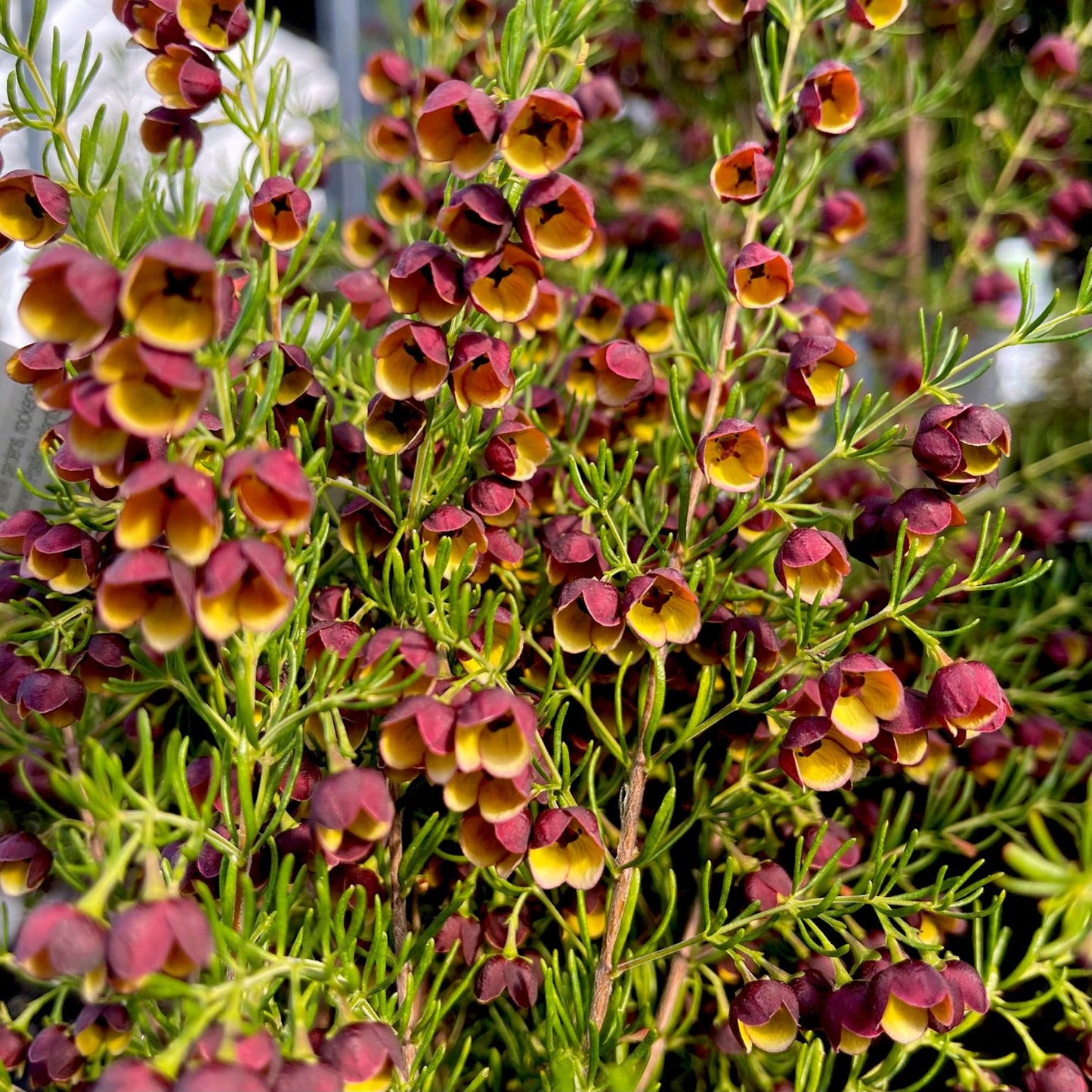 Brown Boronia Heaven Scent (Boronia megastigma)
