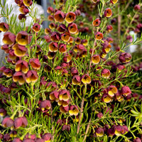 Brown Boronia Heaven Scent (Boronia megastigma)