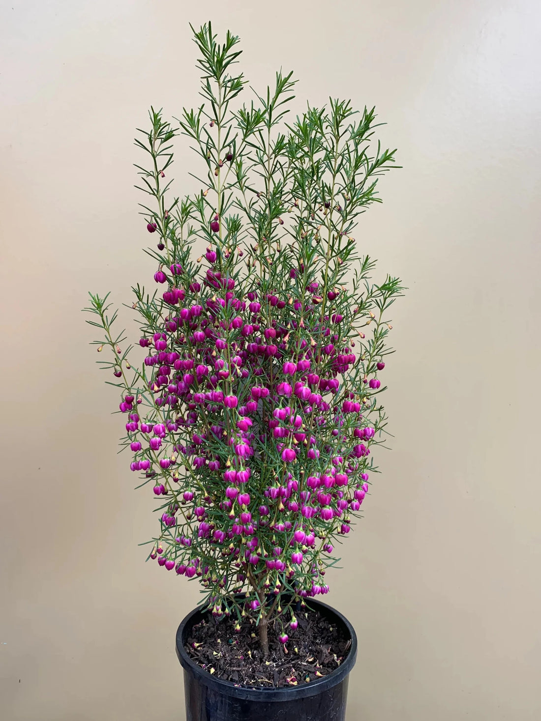 Boronia 'Plum Bells' - Ladybird Nursery