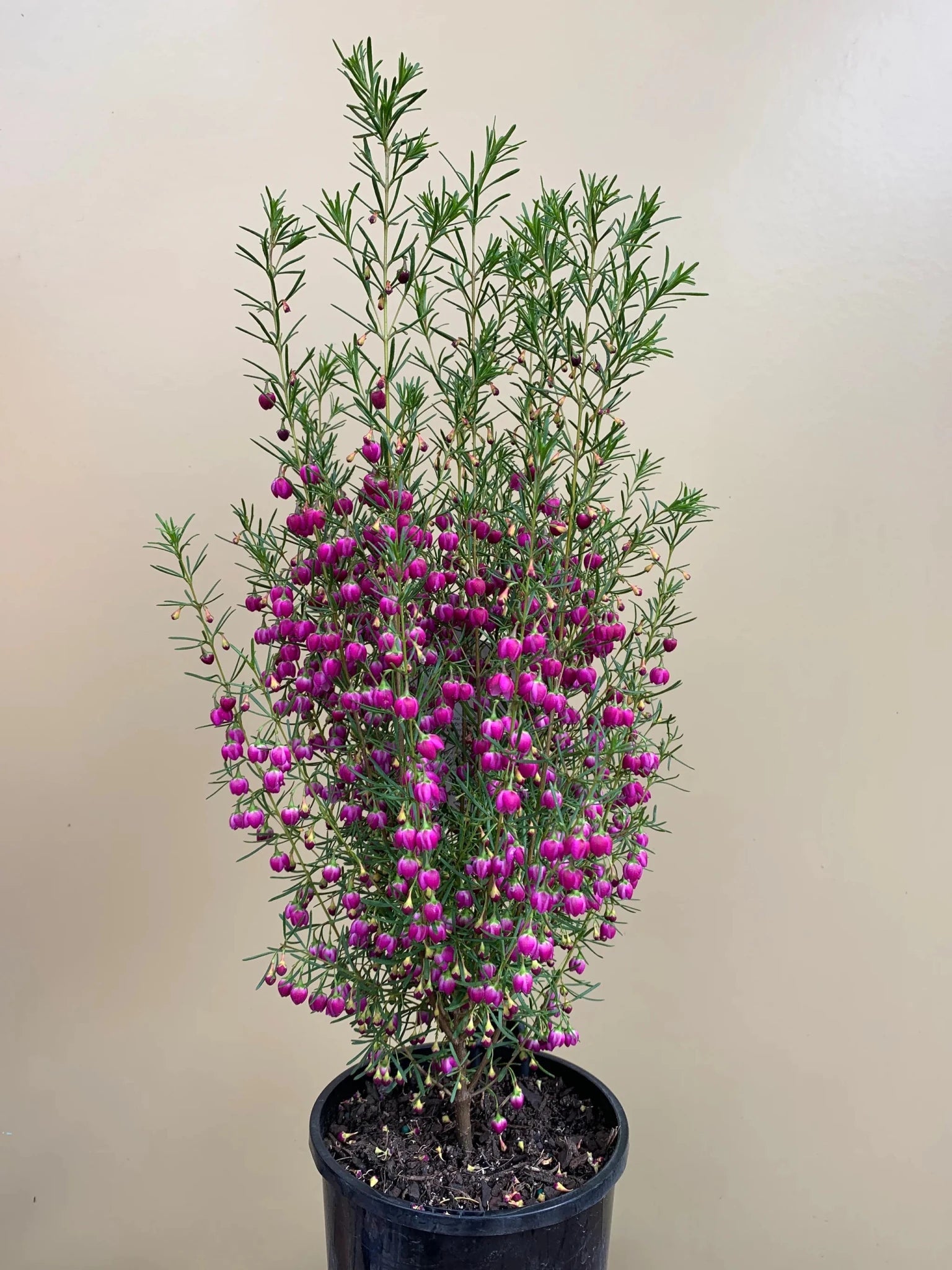 Boronia 'Plum Bells' - Ladybird Nursery