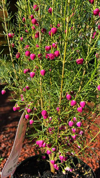 Boronia 'Plum Bells' - Ladybird Nursery