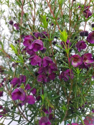 Boronia ‘Purple Jared' - Ladybird Nursery