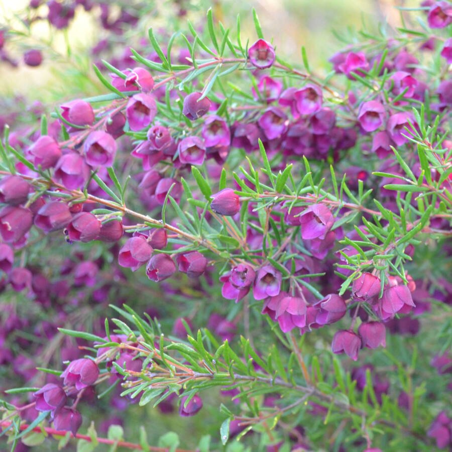 Boronia ‘Purple Jared' - Ladybird Nursery