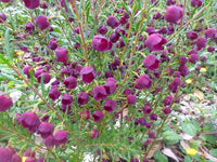Boronia ‘Purple Jared' - Ladybird Nursery
