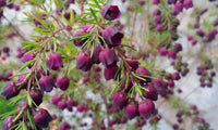 Boronia ‘Purple Jared' - Ladybird Nursery