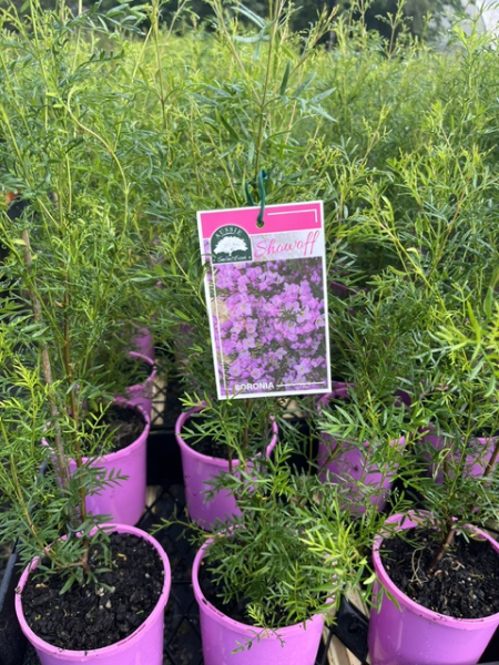 Boronia ‘Show Off' (Boronia pinnata) - Ladybird Nursery