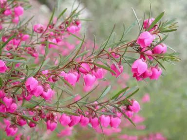 Boronia ‘Show Off' (Boronia pinnata) - Ladybird Nursery