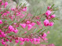 Boronia ‘Show Off' (Boronia pinnata) - Ladybird Nursery