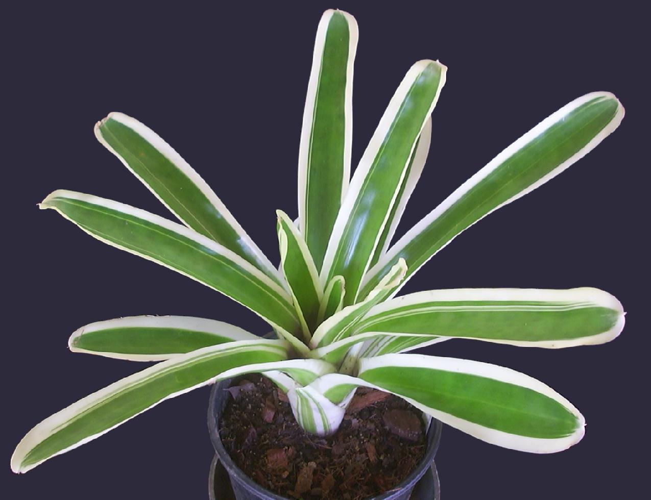 Bromeliad Bossa Nova - Ladybird Nursery